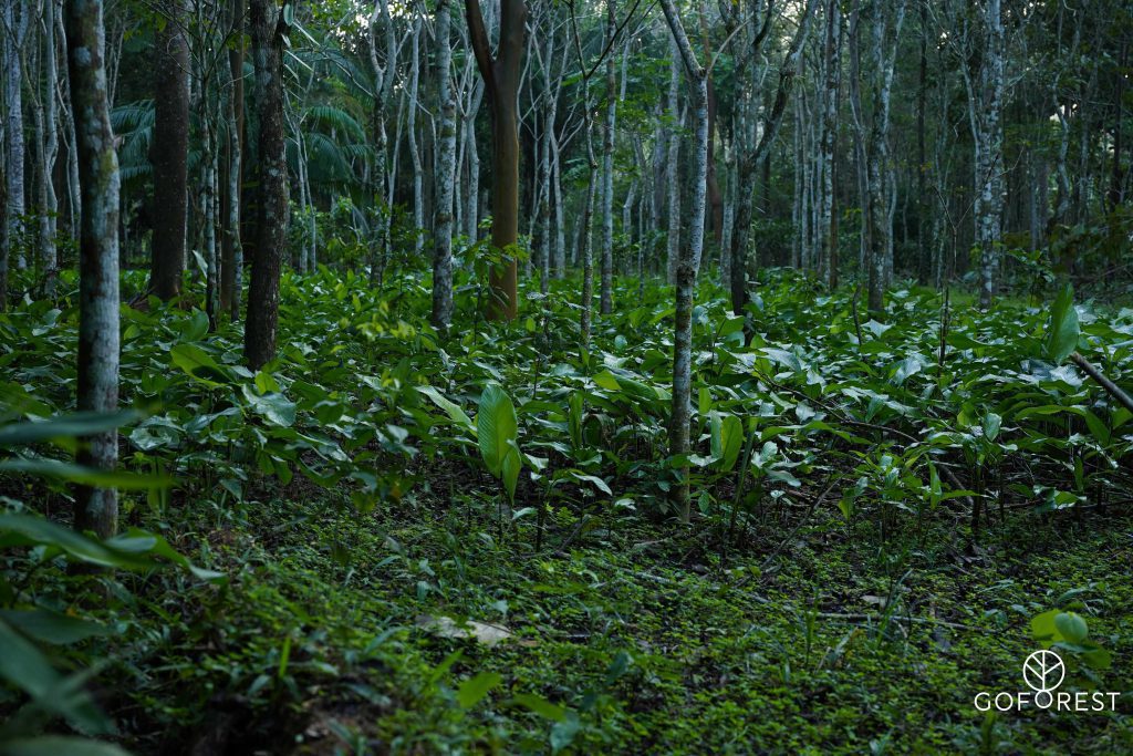 Go Forest Peru 1