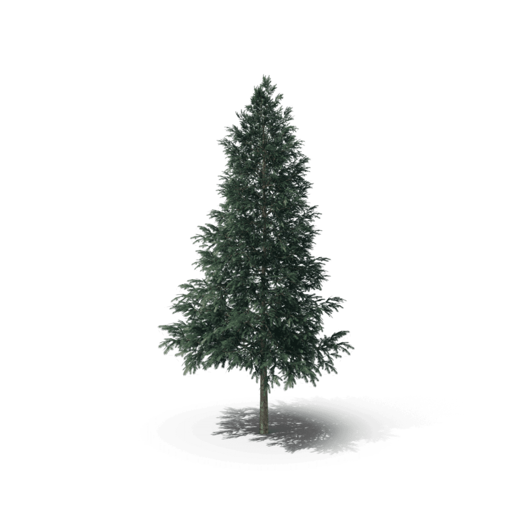 Norway Spruce