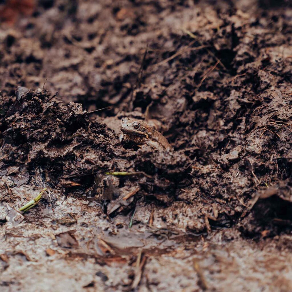 Biodiversity monitoring